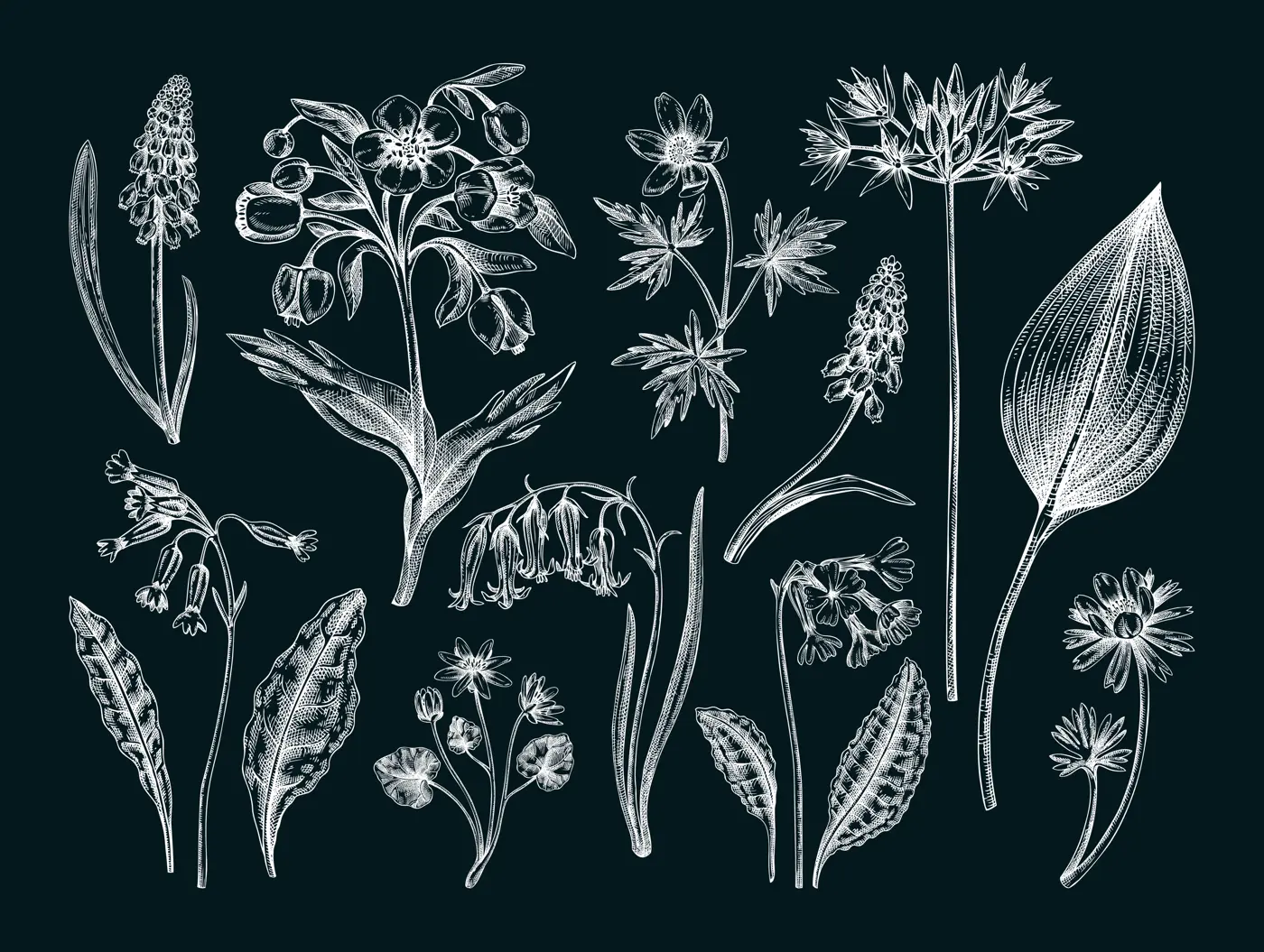 Spring flower sketches. Hand-drawn vector illustrations. Woodland wildflowers. Cowslip, bluebell, grape hyacinth, hellebore, winter aconite. Floral design on chalkboard Illustration